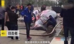 屠宰最新爆料视频大全,屠宰行业内幕大揭秘！